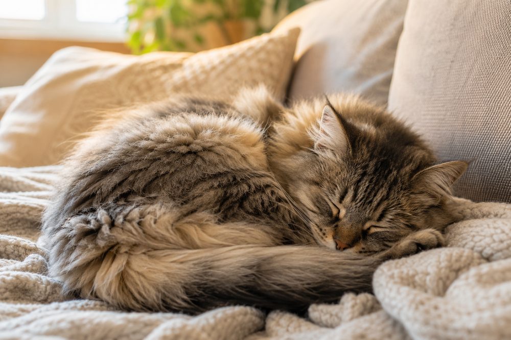 Wie lange darf ich meine Katze allein lassen?