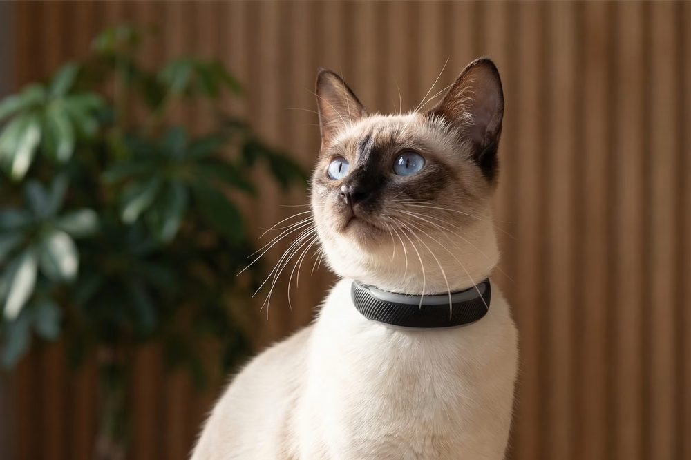 Tractive CAT 6 Mini GPS-Tracker