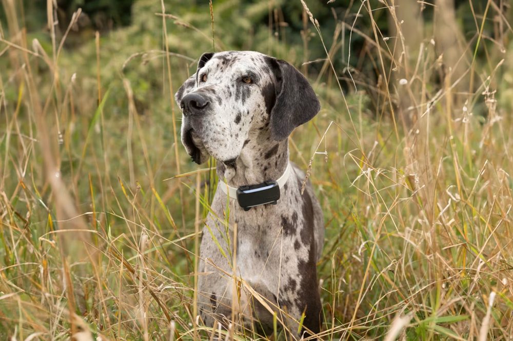 Tractive DOG 6 XL GPS-Tracker