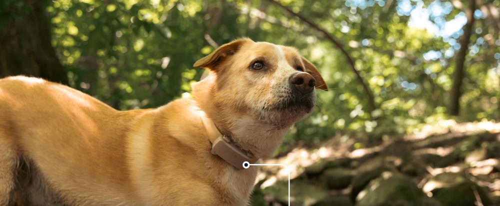 Tractive DOG XL Adventure GPS-Tracker